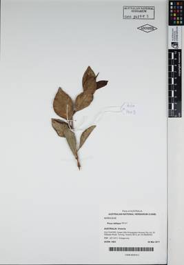 APII jpeg image of Ficus obliqua 'FFV1'  © contact APII