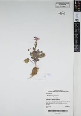 APII jpeg image of Brachyscome formosa 'Ramboreef'  © contact APII