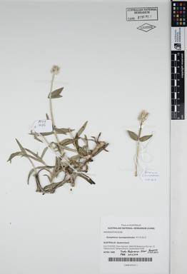 APII jpeg image of Gomphrena leontopodioides 'X115-32-5'  © contact APII
