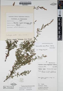 APII jpeg image of Babingtonia pluriflora 'White Cascade'  © contact APII