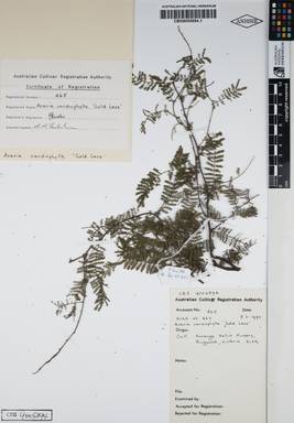 APII jpeg image of Acacia cardiophylla 'Gold Lace'  © contact APII