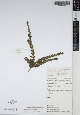 APII jpeg image of Babingtonia tozerensis  © contact APII