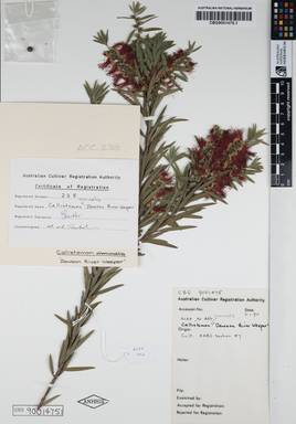 APII jpeg image of Callistemon viminalis 'Dawson River Weeper'  © contact APII