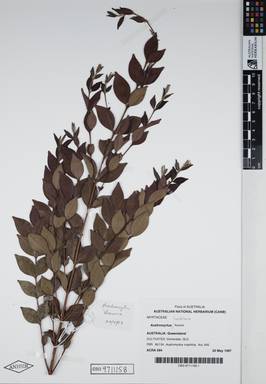 APII jpeg image of Austromyrtus inophloia 'Aurora'  © contact APII