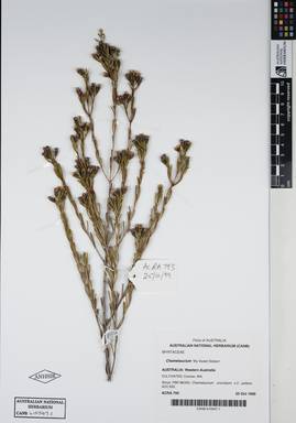 APII jpeg image of Chamelaucium uncinatum 'My Sweet Sixteen'  © contact APII
