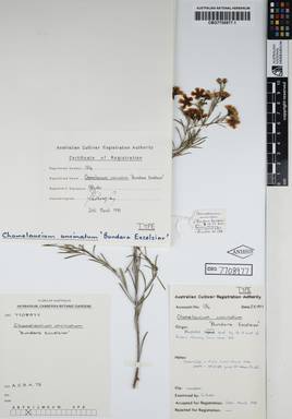APII jpeg image of Chamelaucium uncinatum 'Bundara Excelsior'  © contact APII