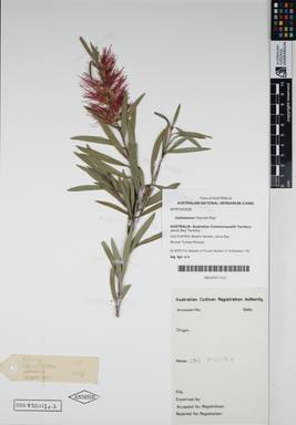 APII jpeg image of Callistemon 'Hannah Ray'  © contact APII