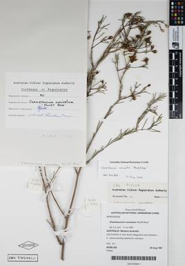 APII jpeg image of Chamelaucium uncinatum 'Murfit Rose'  © contact APII