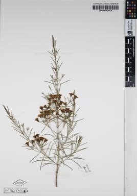 APII jpeg image of Chamelaucium uncinatum 'Cascade Brook'  © contact APII