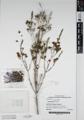 APII jpeg image of Chamelaucium uncinatum 'Kismet'  © contact APII