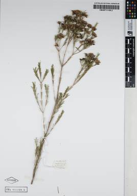 APII jpeg image of Chamelaucium uncinatum 'Muchea Mauve'  © contact APII