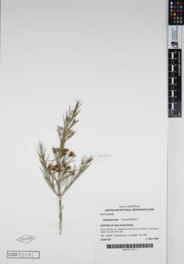 APII jpeg image of Chamelaucium uncinatum 'Cascade Brilliance'  © contact APII