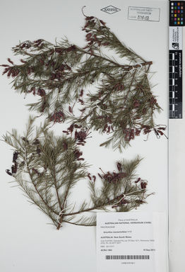 APII jpeg image of Grevillea rosmarinifolia 'H16'  © contact APII