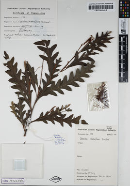 APII jpeg image of Grevillea longifolia 'Fanfare'  © contact APII
