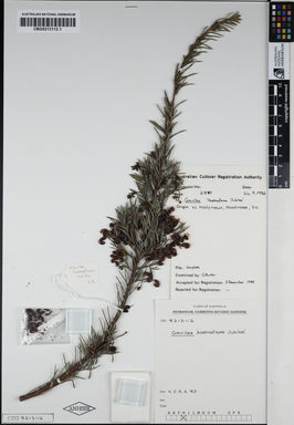 APII jpeg image of Grevillea rosmarinifolia 'Jubilee'  © contact APII