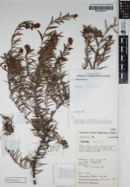 APII jpeg image of Grevillea buxifolia 'Lyn Parry'  © contact APII