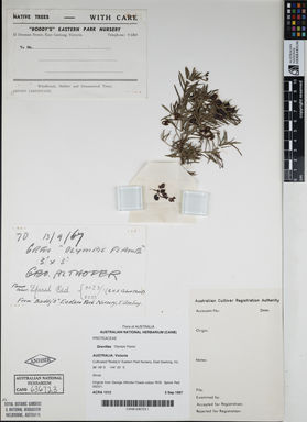 APII jpeg image of Grevillea rosmarinifolia 'Olympic Flame'  © contact APII