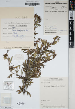 APII jpeg image of Grevillea ilicifolia 'Old Gold'  © contact APII