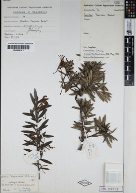 APII jpeg image of Grevillea alpina 'Poorinda Rachel'  © contact APII