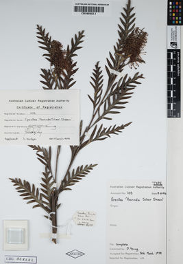 APII jpeg image of Grevillea longifolia 'Poorinda Silver Sheen'  © contact APII