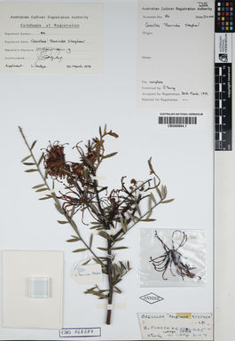 APII jpeg image of Grevillea oleoides 'Poorinda Stephen'  © contact APII