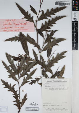 APII jpeg image of Grevillea laurifolia 'Poorinda Royal Mantle'  © contact APII