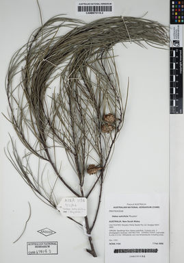 APII jpeg image of Hakea salicifolia 'Royston'  © contact APII