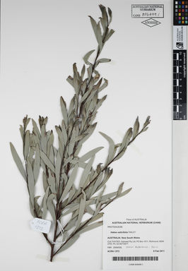 APII jpeg image of Hakea salicifolia 'HAL01'  © contact APII