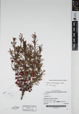 APII jpeg image of Boronia heterophylla 'Stella'  © contact APII