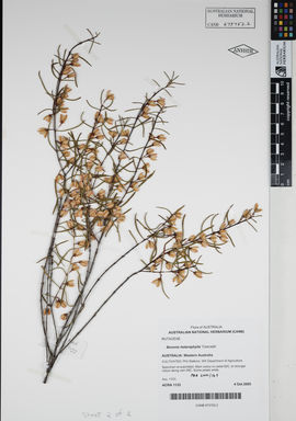 APII jpeg image of Boronia heterophylla 'Cascade'  © contact APII