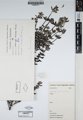 APII jpeg image of Westringia fruticosa 'Poorinda Pavane'  © contact APII