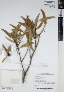 APII jpeg image of Santalum acuminatum 'Powell's Number 1'  © contact APII