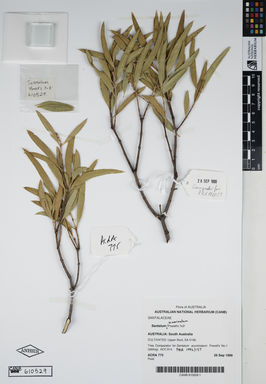 APII jpeg image of Santalum acuminatum 'Powell's 10x1'  © contact APII