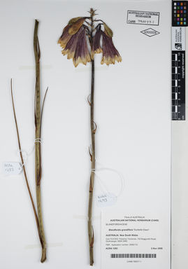 APII jpeg image of Blandfordia grandiflora 'Sunbelle Dawn'  © contact APII