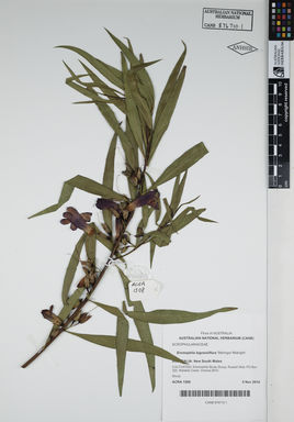 APII jpeg image of Eremophila bignoniiflora 'Meringur Midnight'  © contact APII