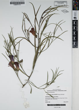 APII jpeg image of Eremophila bignoniiflora 'Meringur Midnight'  © contact APII
