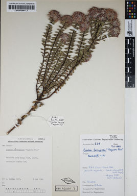 APII jpeg image of Pimelea ferruginea 'Magenta Mist'  © contact APII