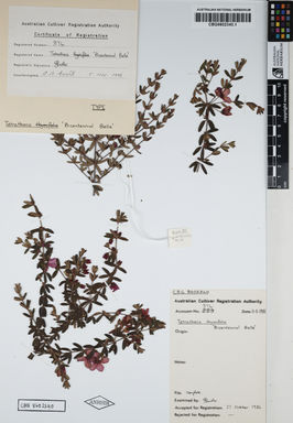 APII jpeg image of Tetratheca thymifolia 'Bicentenary Belle'  © contact APII
