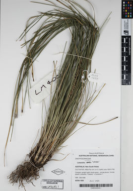 APII jpeg image of Lomandra longifolia 'LM400'  © contact APII