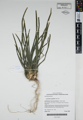 APII jpeg image of Lomandra longifolia 'WAU 65'  © contact APII