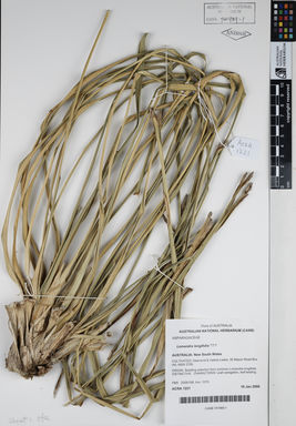 APII jpeg image of Lomandra longifolia 'TT1'  © contact APII