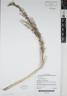 APII jpeg image of Lomandra longifolia 'TT1'  © contact APII