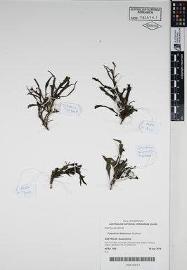 APII jpeg image of Calandrinia balonensis 'Mystique'  © contact APII