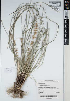 APII jpeg image of Lomandra longifolia 'Ll364'  © contact APII