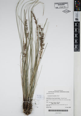 APII jpeg image of Lomandra fluviatilis 'ABU7'  © contact APII
