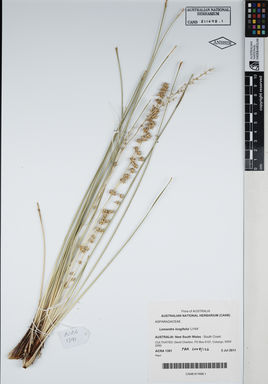 APII jpeg image of Lomandra longifolia 'Ll164'  © contact APII