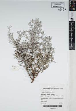 APII jpeg image of Olearia axillaris 'Little Silver'  © contact APII