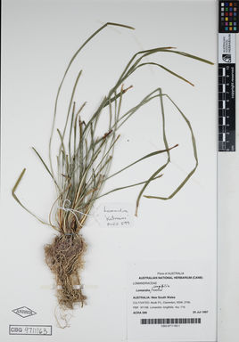APII jpeg image of Lomandra longifolia 'Katrinus'  © contact APII