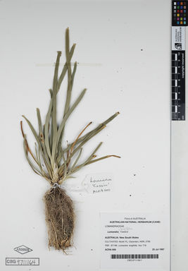 APII jpeg image of Lomandra longifolia 'Cassica'  © contact APII