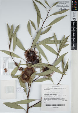 APII jpeg image of Hakea laurina 'Stockdale Sensation'  © contact APII